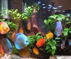 燈魚混養|專注熱帶魚 